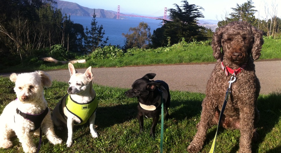 GotDoggies.com Dog Walking Services in San Francisco