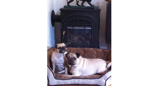 Fireplace Pugs have it easy