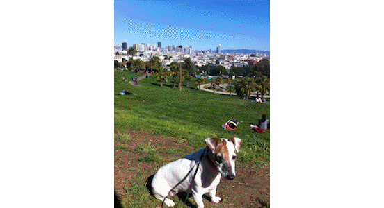 San Francisco is a heaven for dogs.